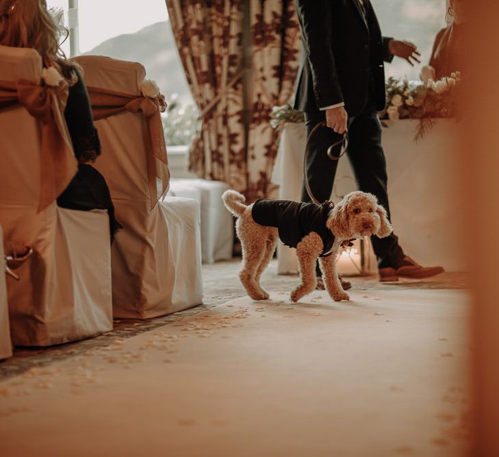 Guest of honor, Henry the poodle at winter wedding ceremony