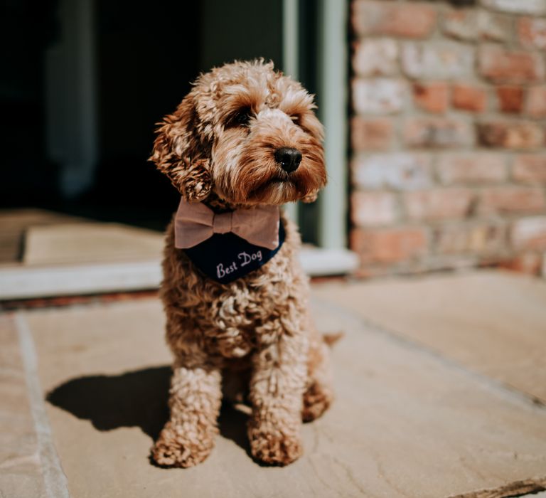 Cockapoo in a best dog bandana and pink bow tie wedding outfit idea 