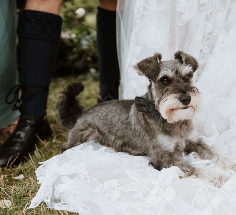 Miniature schnauzer pet at wedding sitting on bride's cathedral length veil 