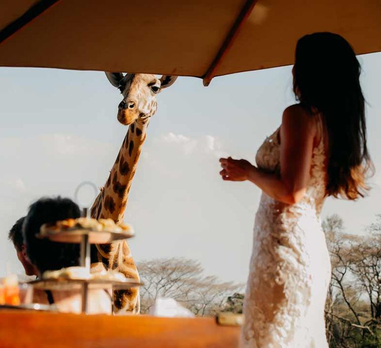 Wedding guests having afternoon tea wedding breakfast outside with giraffe in the background