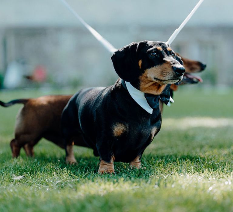 Two dachshund dogs in tuxes at Elmore Court 