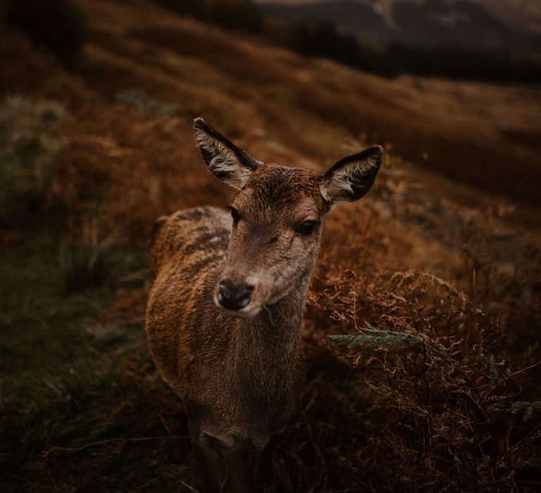 Deer standing in the bracken in the Glencoe Highlands