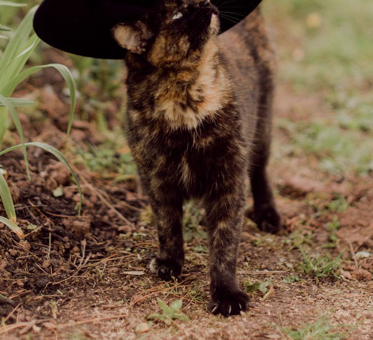 Brown cat looks up as groom places black fedora on it's head at garden party wedding in Devon