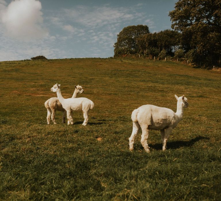 White llamas stand in field at Hope Farm in Dorset