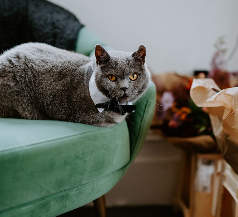 The couple’s grey cat Bowie wears a collar and bow tie while lounging on a green sofa