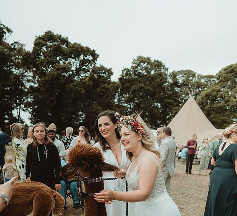 Alpacca petting farm at wedding with bride stroking Alpacca 