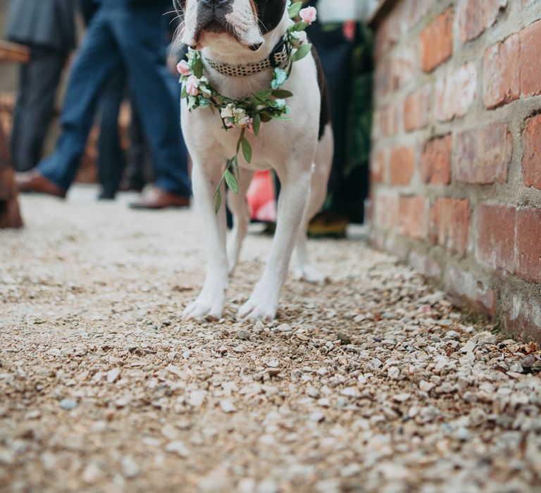 French bull dog in a flower collar