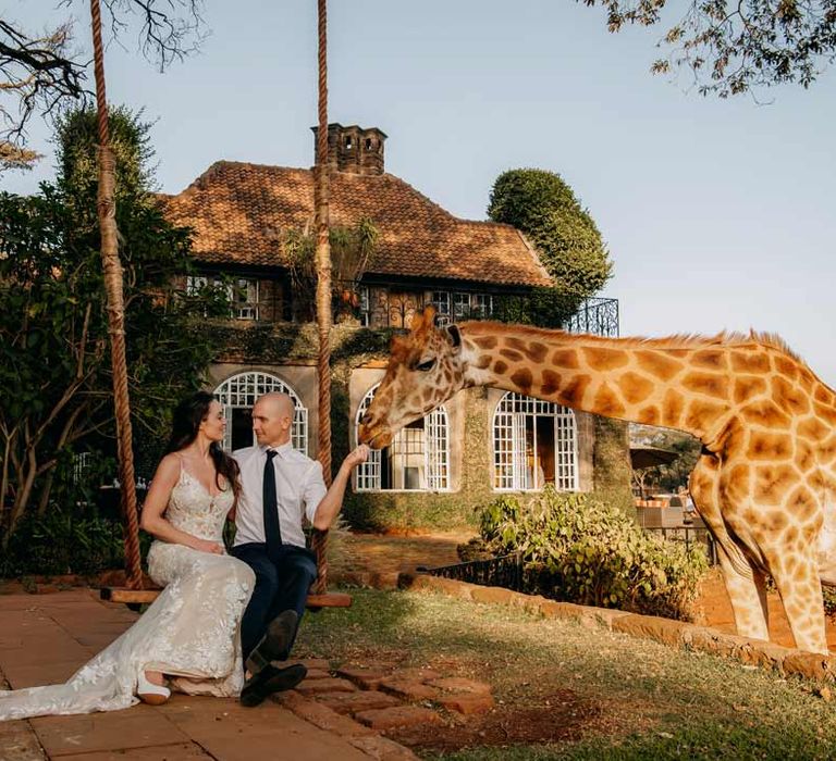 Groom in white shirt, black tie and black suit trousers feeding giraffe sitting on a swing with bride in lace sleeveless wedding dress with puddle train at intimate elopement ceremony at Giraffe Manor wedding venue in Kenya, East Africa 