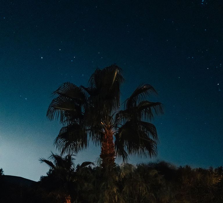 Palm tree against the night sky backdrop with stars 