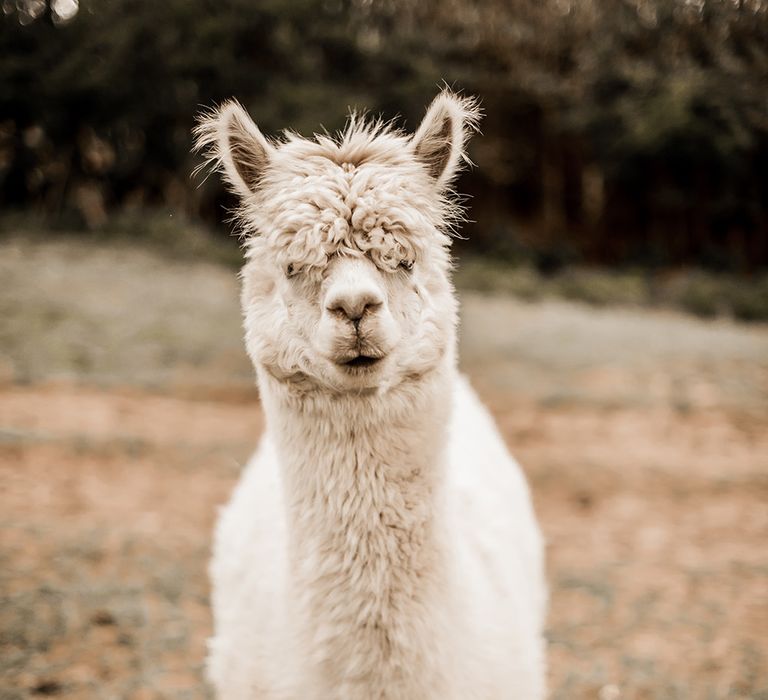 White alpaca farm animal 