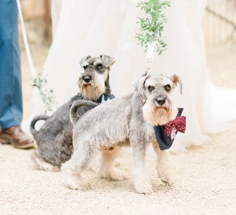 Grey Schnauzer's in bow tie and tuxedo bib dog wedding outfit idea 