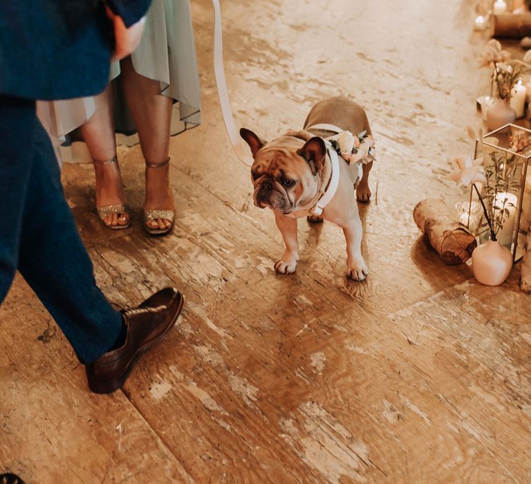 French bulldog with flower dog wedding outfit stands in wedding aisle at industrial wedding