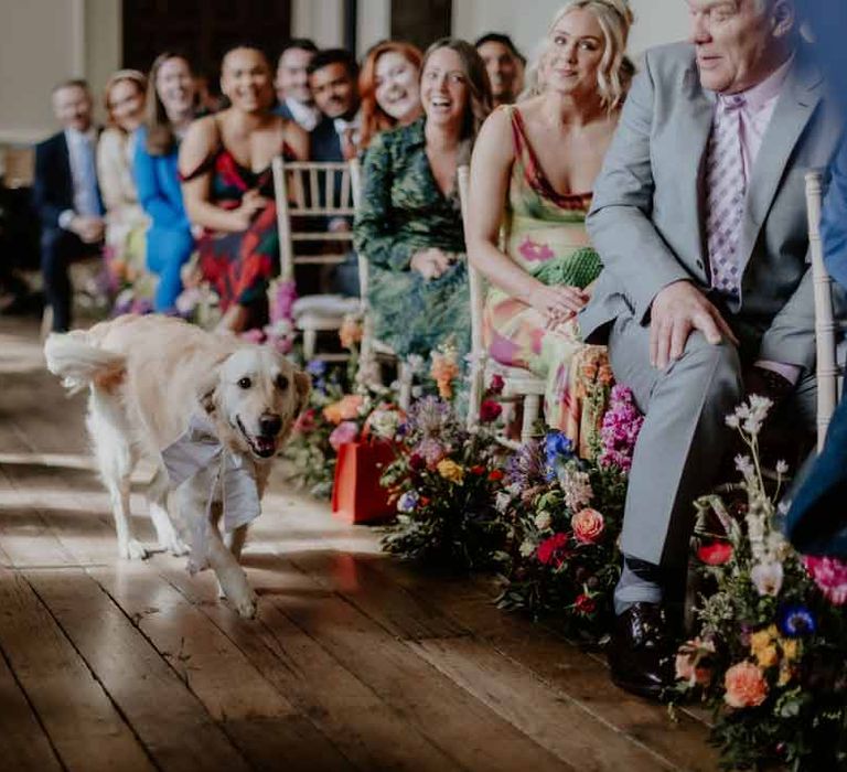 Golden retriever puppy ring-bearer running down the aisle at Elmore Court Gloucestershire wedding