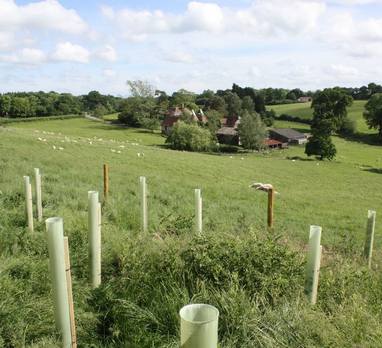 Planting Trees