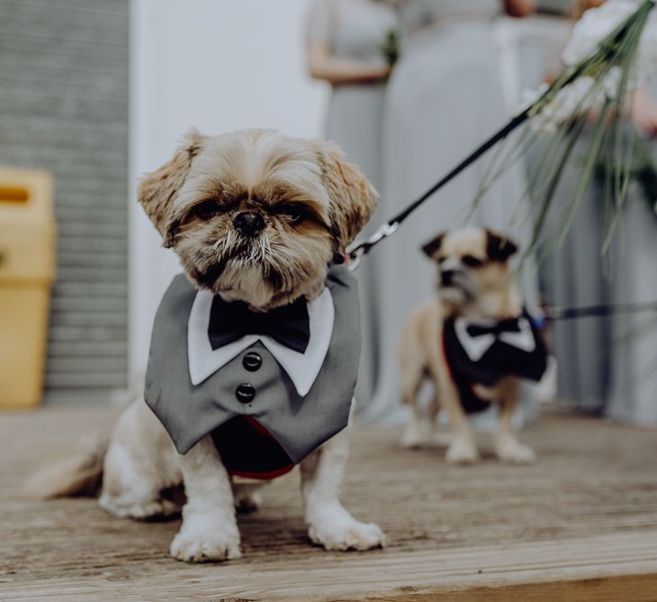 small dog in a grey wedding outfit with black bow tie 