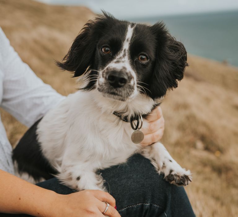 Dog at Durdle Door bay