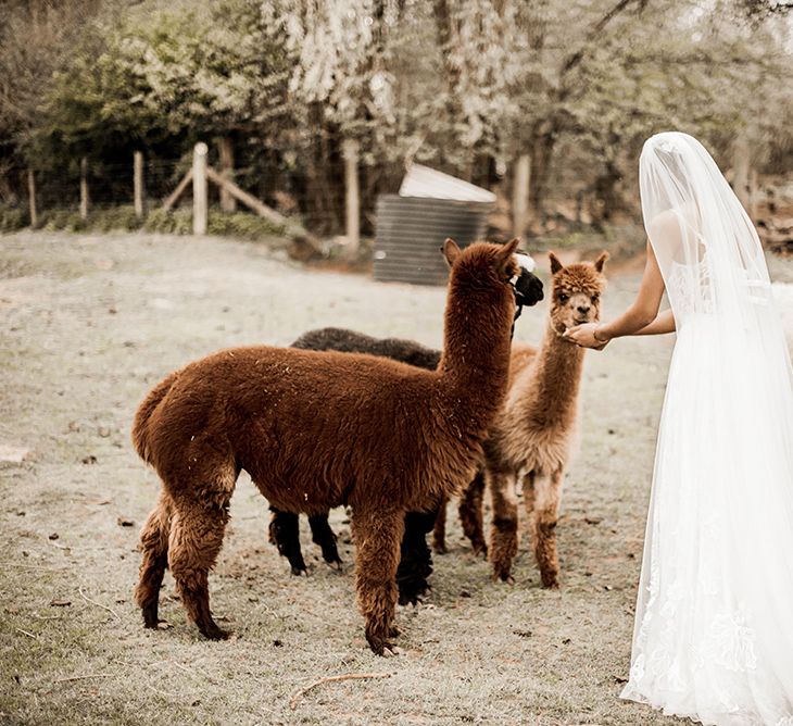 Bride in a lace wedding dress feeding alpacas at her farm wedding venue 