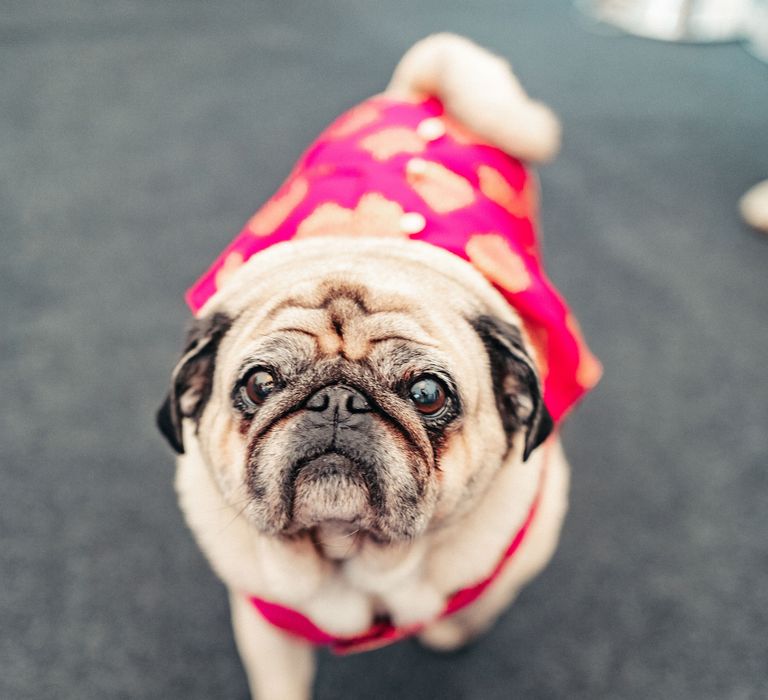 Pug walks toward camera wearing bright pink and gold outfit