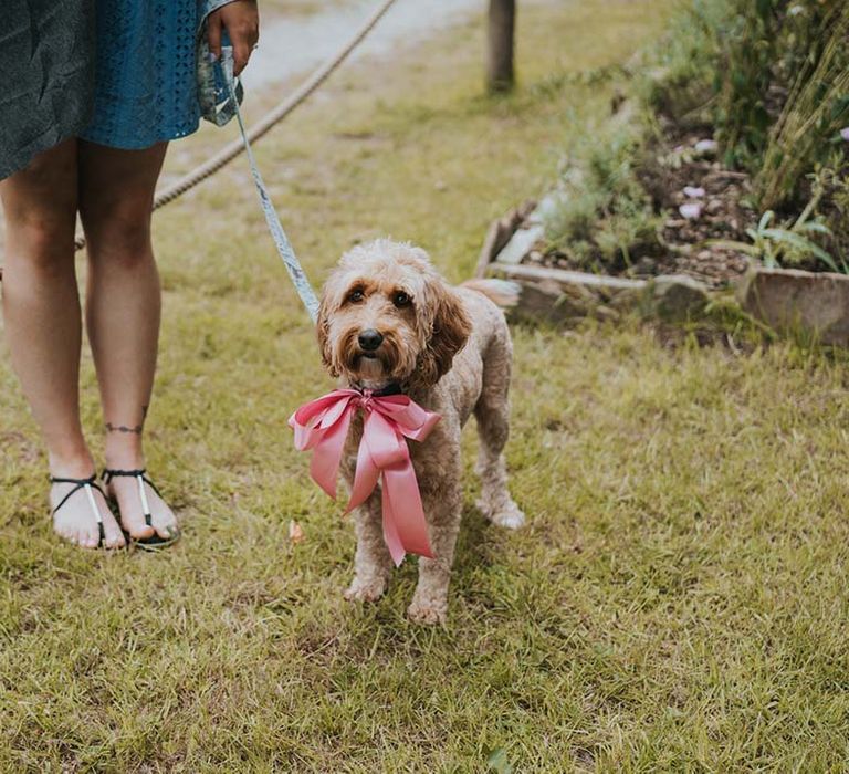 Dog wears pink ribbon 