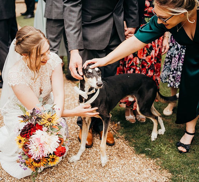 Pet dog in white bow collar being petted by bride 