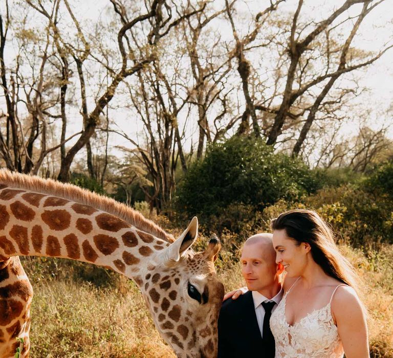 Bride and groom sat with and feeding giraffe at Giraffe Manor wedding venue