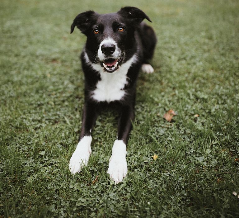 Dog at wedding outdoors after intimate ceremony and reception 