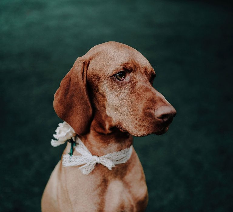 Pet dog with lace bow collar and white rose 