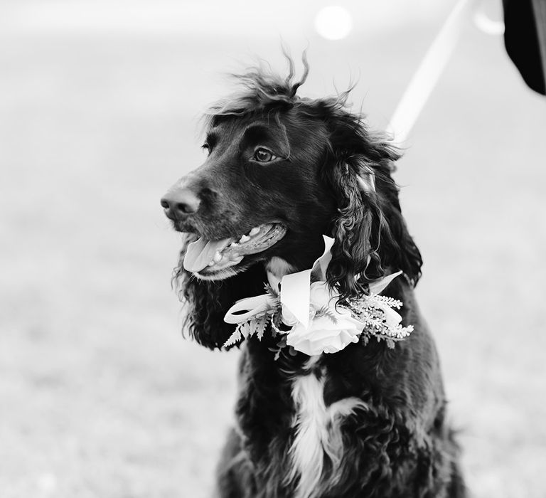 pets-with-flower-collar