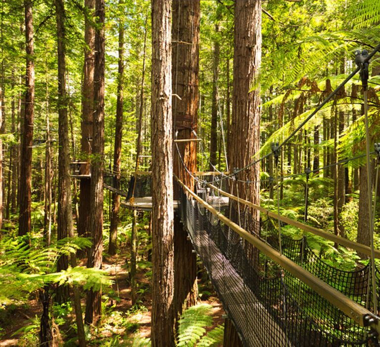 treewalk-new-zealand-unqiue-places-to-propose