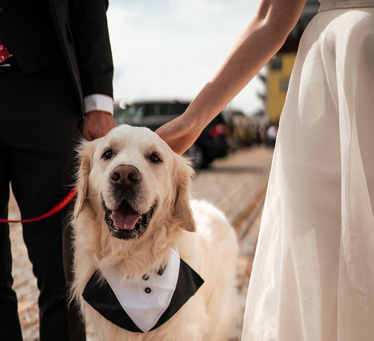 dog-wearing-black-and-white-tuxedo