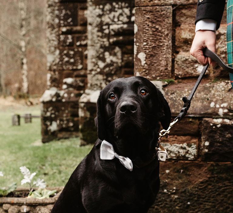 pet-dog-labrador-with-white-bow-collar