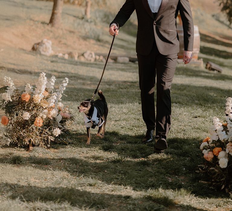 pets-at-weddings-dog-walking-down-the-aisle