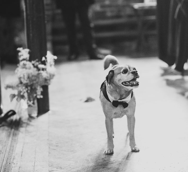 Dogs At Weddings