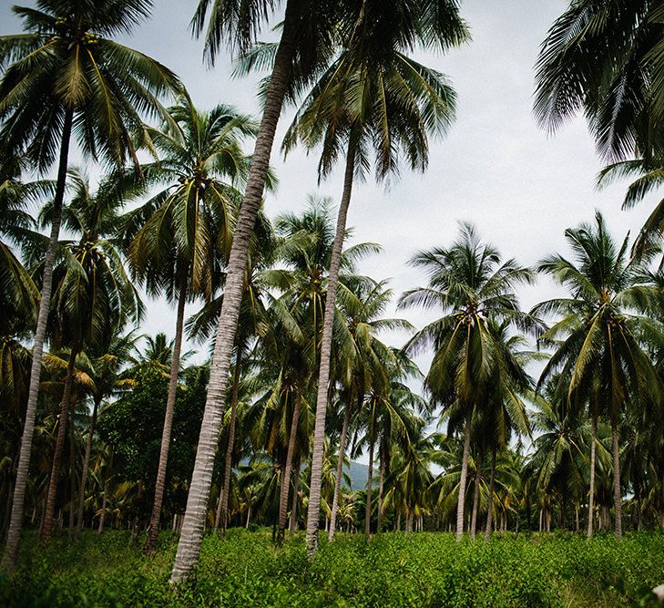 Palm Trees