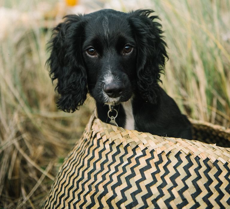 Puppy At Wedding