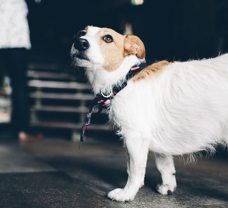 Dog At Wedding