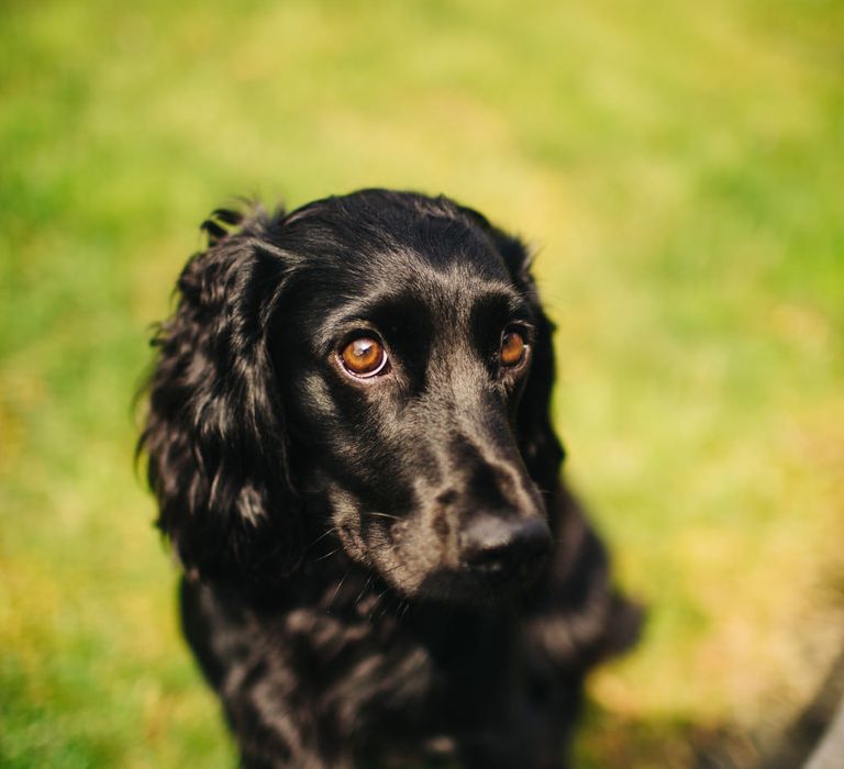 Pet Pooch