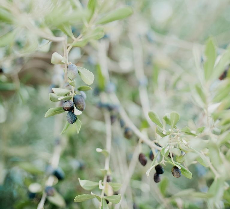 Masseria Moroseta Puglia Wedding Venue