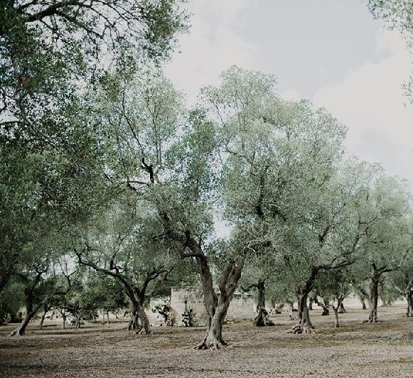 Masseria Moroseta Puglia Wedding Venue