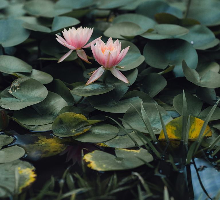 Water Lily at Syon Park Wedding Venue