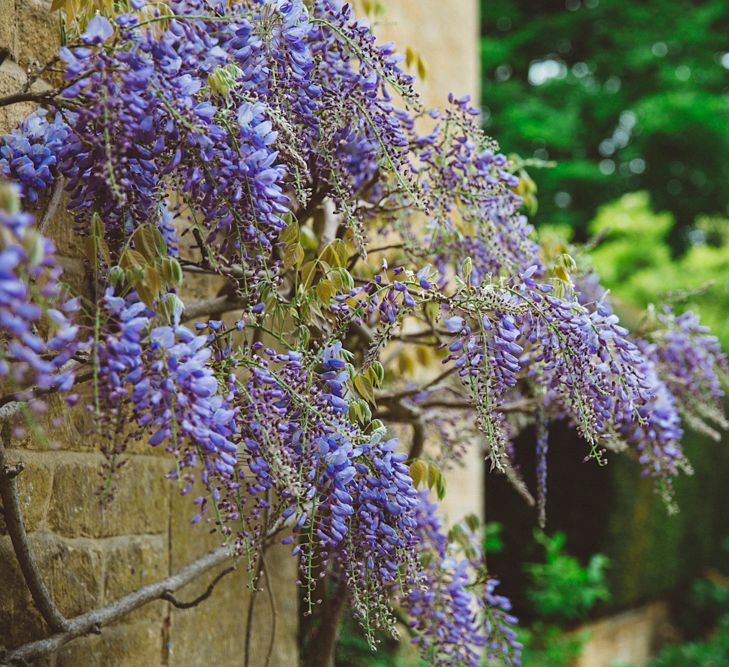 Wisteria at Foxhill Manor