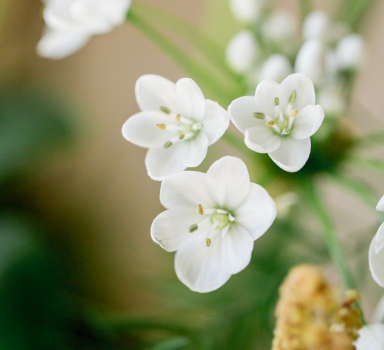 Delicate White Flowers