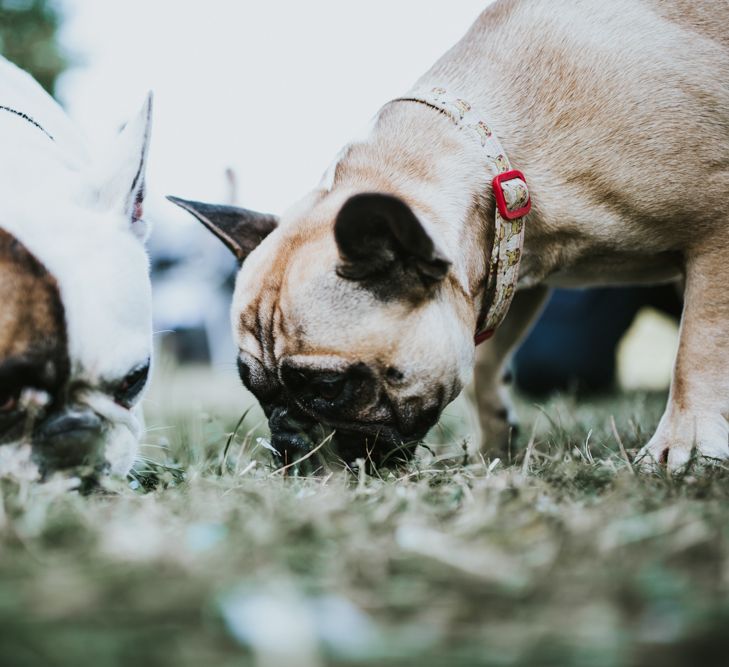 Pets at Weddings | Fishley Hall Rustic Barn Wedding | Darina Stoda Photography