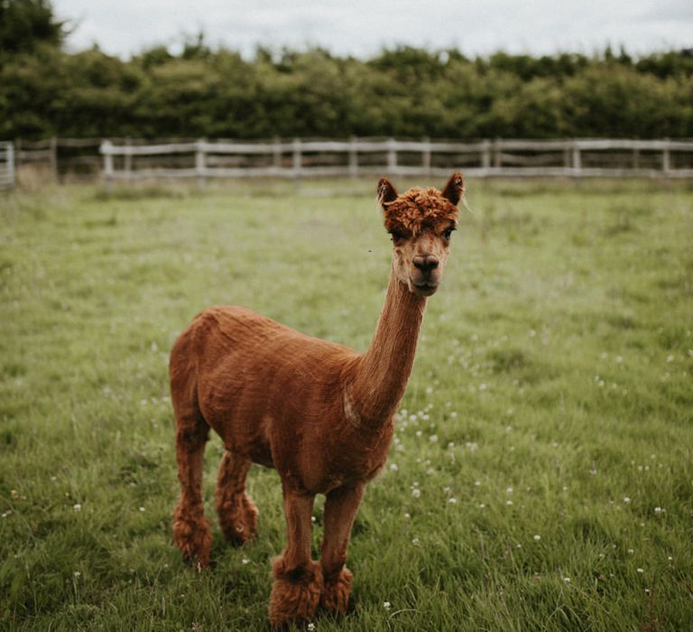 Baby Llama