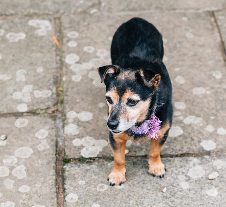 Wedding Dog