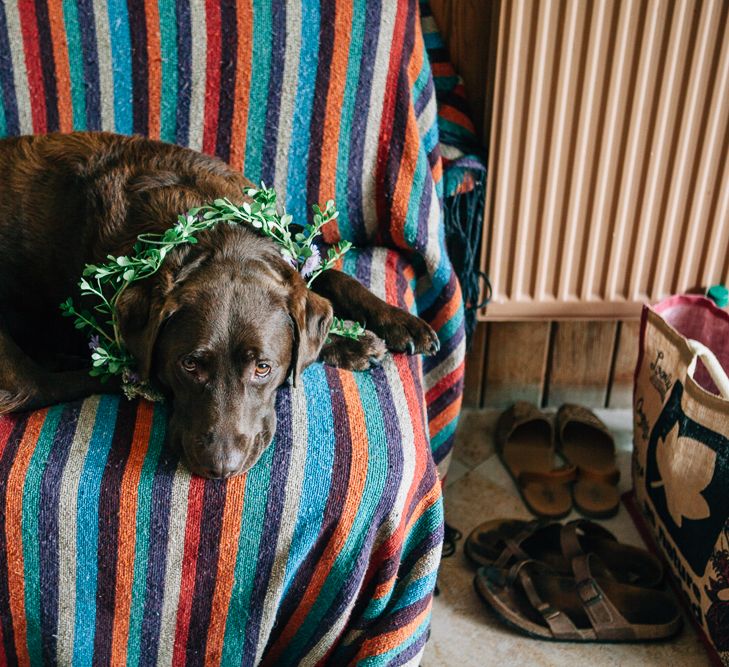 Dog at Wedding