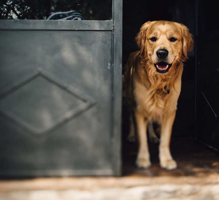 Golden Retriever