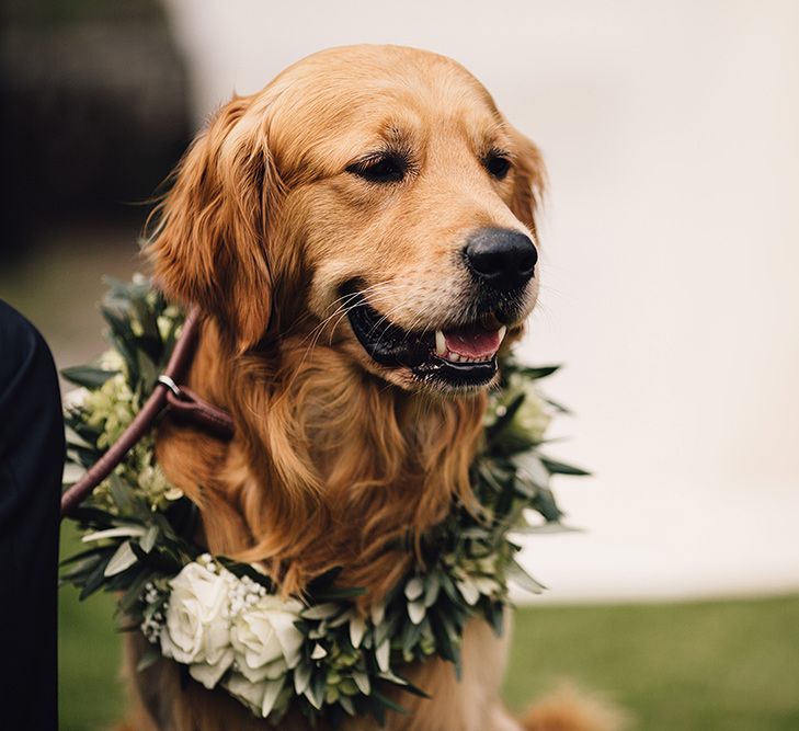 Golden Retriever with Floral Collar