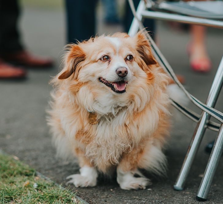 Pet Pooch Wedding Guest