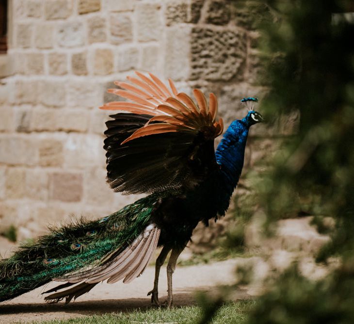 Peacock | Colourful Outdoor Wedding at Lineham Farm in Leeds | Shutter Go Click Photography